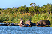 Hippopotamus, hippo, common hippopotamus or river hippopotamus (Hippopotamus amphibius) pod in the water. Eastern Shores. Isimangaliso Wetland Park. KwaZulu Natal. South Africa