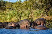 Hippopotamus, hippo, common hippopotamus or river hippopotamus (Hippopotamus amphibius) pod in the water. Eastern Shores. Isimangaliso Wetland Park. KwaZulu Natal. South Africa
