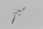 Sandwich Tern (Thalasseus sandvicensis), juvenile in flight showing upperparts, Lazio, Italy