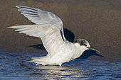 Sandwich Tern (Thalasseus sandvicensis), side view of a second winter bird, Campania, Italy
