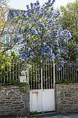 Ceanothus (Ceanothus sp) in bloom in a garden, Ille-et-Villaine, France