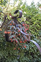 Begonia (Begonia boliviensis) in bloom in a garden in summer, Var, France