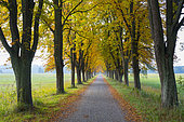 Chestnut-lined avenue in autumn, Hesse, Germany, Europe