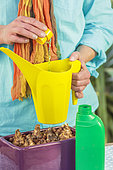 Step-by-step preparation of a forced narcissus planter. Fertilization.