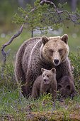 Female (Ursus arctos) with young bear in a boreal coniferous forest on a lake shore, Suomussalmi, Karelia, Finland, Europe