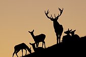 Red Deers (Cervus elaphus), silhouettes, Aurach, Tyrol, Austria, Europe