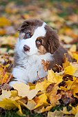 Australian Shepherd puppy lying in autumn foliage, North Tyrol, Austria, Europe