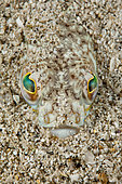 Greater weever, Trachinus draco, Marine Protected area Punta Campanella, Massa Lubrense, Penisola Sorrentina, Costa Amalfitana, Italy, Tyrrhenian Sea, Mediterranean