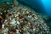 Hammer used to destroyed the rock illegally to collect the date shells or date mussels, Lithophaga lithophaga, Vervece rock, Marine Protected area Punta Campanella, Massa Lubrense, Penisola Sorrentina, Costa Amalfitana, Italy, Tyrrhenian Sea, Mediterranean