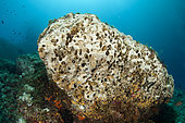 Rock destroyed from the people who collect the date shells or date mussels, Lithophaga lithophaga, Vervece rock, Marine Protected area Punta Campanella, Massa Lubrense, Penisola Sorrentina, Costa Amalfitana, Italy, Tyrrhenian Sea, Mediterranean