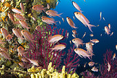 Shoal of Mediterranean fairy basslet, Anthias anthias, Banco di Santa Croce, Massa Lubrense, Penisola Sorrentina, Costa Amalfitana, Italy, Tyrrhenian Sea, Mediterranean