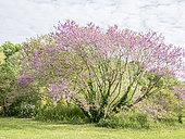 Judas tree, Cercis siliquastrum, in bloom