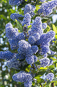 Blue blossom Ceanothus 'Eldorado', Ceanothus thyrsiflorus 'Eldorado', flowers
