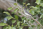 Asian brown flycatcher (Muscicapa dauurica) in the tree of an oasis in the Mongolian steppe, Mandakh, Dornogovi, Mongolia