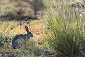 Tolai Hare (Lepus tolai) eating grasses in an oasis in the Galba Gobi Desert, Ulgii Hiit, Mongolia