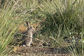 Tolai Hare (Lepus tolai) eating grasses in an oasis in the Galba Gobi Desert, Ulgii Hiit, Mongolia