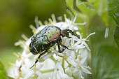 Rose Chafer (Cetonia aurata) on Common Dogwood (Cornus sanguinea) inflorescence, Rians, Var, France
