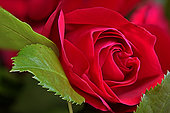 Rose rouge en fleur, Doubs,France