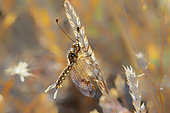 Owlfly (Deleproctophylla dusmeti) resting on a grass in summer, Plaine des Maures, near Les Mayons, Provence, France