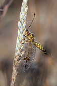 Owlfly (Deleproctophylla dusmeti) resting on a grass in summer, Plaine des Maures, near Les Mayons, Provence, France