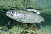 Truites arc-en-ciel (Oncorhynchus mykiss), dans un bassin de la pisciculture bio du Mas de Pommiers, sur la commune de Nant, Aveyron, Occitanie, France