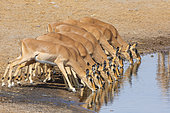 Black-faced impala (Aepyceros melampus petersi) drinking at the water hole, Etosha, Namibia