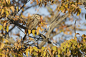 Southern Red-billed Hornbill (Tockus rufirostris), Etosha, Namibia