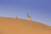 Kalahari Springbok (Antidorcas marsupialis hofmeyri), Sossusvlei, Namibia