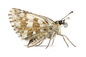 Oberthür's grizzled skipper (Pyrgus armoricanus) on white background, Limouche pass, Vercors, Drome, France