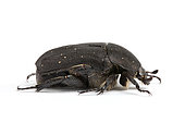 Black rose beetle (Protaetia morio) on a white background, Provence, France