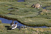 Speckled Teal (Anas flavirostris) and Common Viscera (Lagidium viscacia), Altiplano, San Pedro de Atacama, Chile