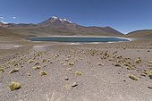 Miscanti Laguna and Miñiques volcano, Los Flamencos National Reserve, San Pedro de Atacama, Chili