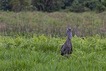 Bec-en-sabot du Nil (Balaeniceps rex) dans un marais, Mabamba bay, Lac Victoria, Ouganda