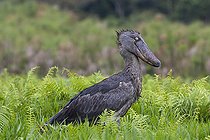 Bec-en-sabot du Nil (Balaeniceps rex) dans un marais, Mabamba bay, Lac Victoria, Ouganda