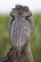 Portrait de Bec-en-sabot du Nil (Balaeniceps rex), Mabamba bay, Lac Victoria, Ouganda