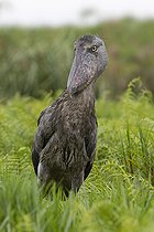 Bec-en-sabot du Nil (Balaeniceps rex) dans un marais, Mabamba bay, Lac Victoria, Ouganda