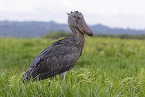 Bec-en-sabot du Nil (Balaeniceps rex) dans un marais, Mabamba bay, Lac Victoria, Ouganda