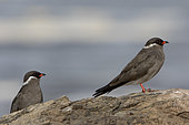 Rock Pratincole (Glareola nuchalis) on rock, Murchison Falls National Park, Uganda