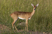 Oribi (Ourebia ourebi), Murchison Falls National Park, Uganda