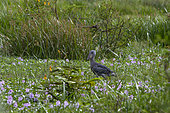 Shoebill (Balaeniceps rex) in a swamp, Murchison Falls National Park, Uganda