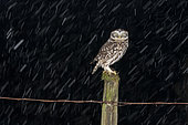 Little owl (Athena noctua) perched on a post during a snow storm, England