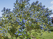 Blueblossom 'Eldorado', Ceanothus thyrsiflorus 'Eldorado' in bloom