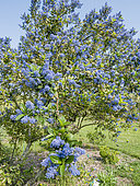 Blueblossom 'Eldorado', Ceanothus thyrsiflorus 'Eldorado' in bloom