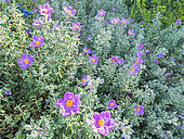 Cretan Rock Rose, Cistus creticus, in bloom