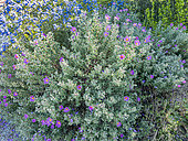 Cretan Rock Rose, Cistus creticus, in bloom