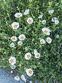 Cypriot Rock Rose, Cistus cyprius, in bloom