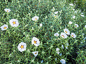Cypriot Rock Rose, Cistus cyprius, in bloom