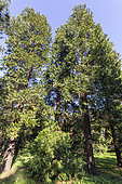 Giant sequoia, Sequoiadendron giganteum