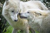 Arctic wolf (Canis lupus arctos) pair in spring
