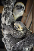 Pale-throated three-toed sloth (Bradypus tridactylus) young hanging on the belly of its mother, French Guiana